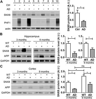 SNX8 Enhances Non-amyloidogenic APP Trafficking and Attenuates Aβ Accumulation and Memory Deficits in an AD Mouse